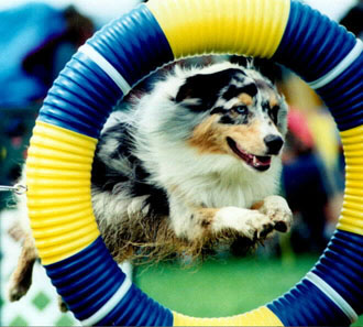 dog_agility[1]